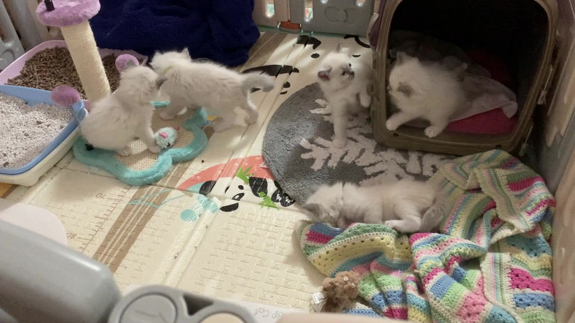 Nearly 5 weeks old